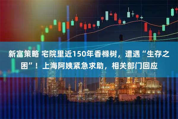 新富策略 宅院里近150年香橼树，遭遇“生存之困”！上海阿姨紧急求助，相关部门回应
